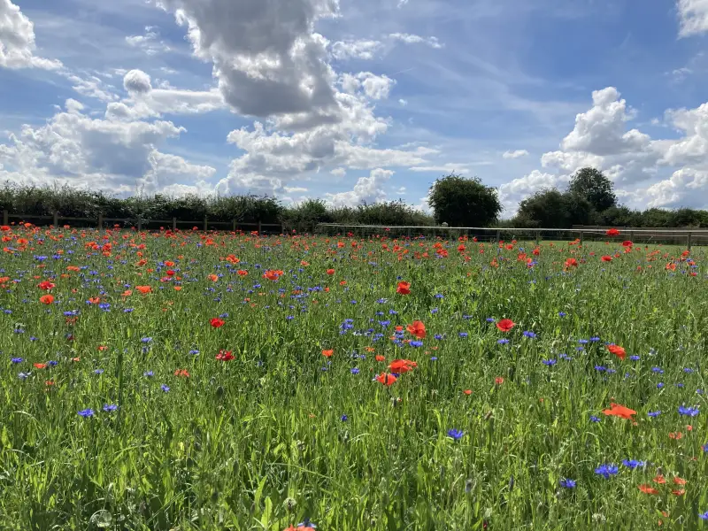 Completed meadow field a few months later: Swipe To View More Images