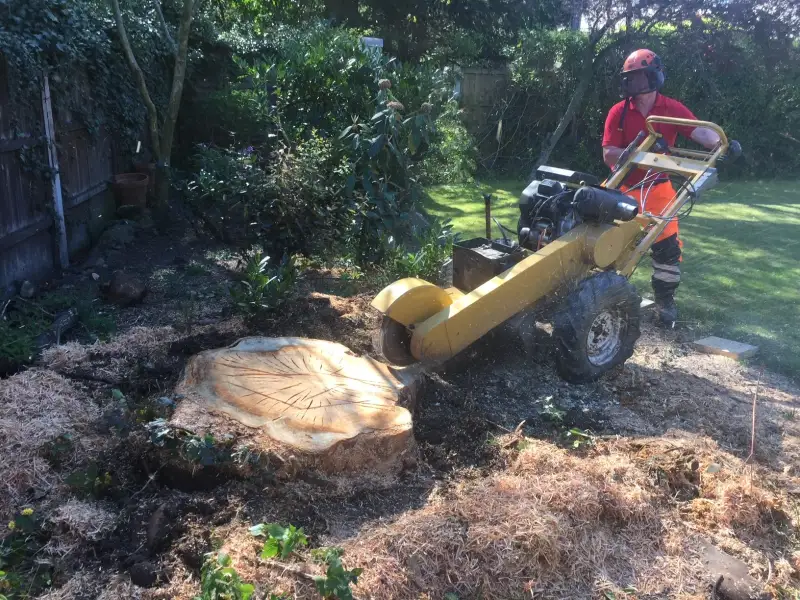 Tree Stump Grinding: Swipe To View More Images