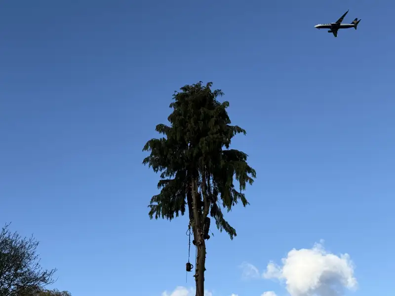 Conifer Tree Removal: Swipe To View More Images