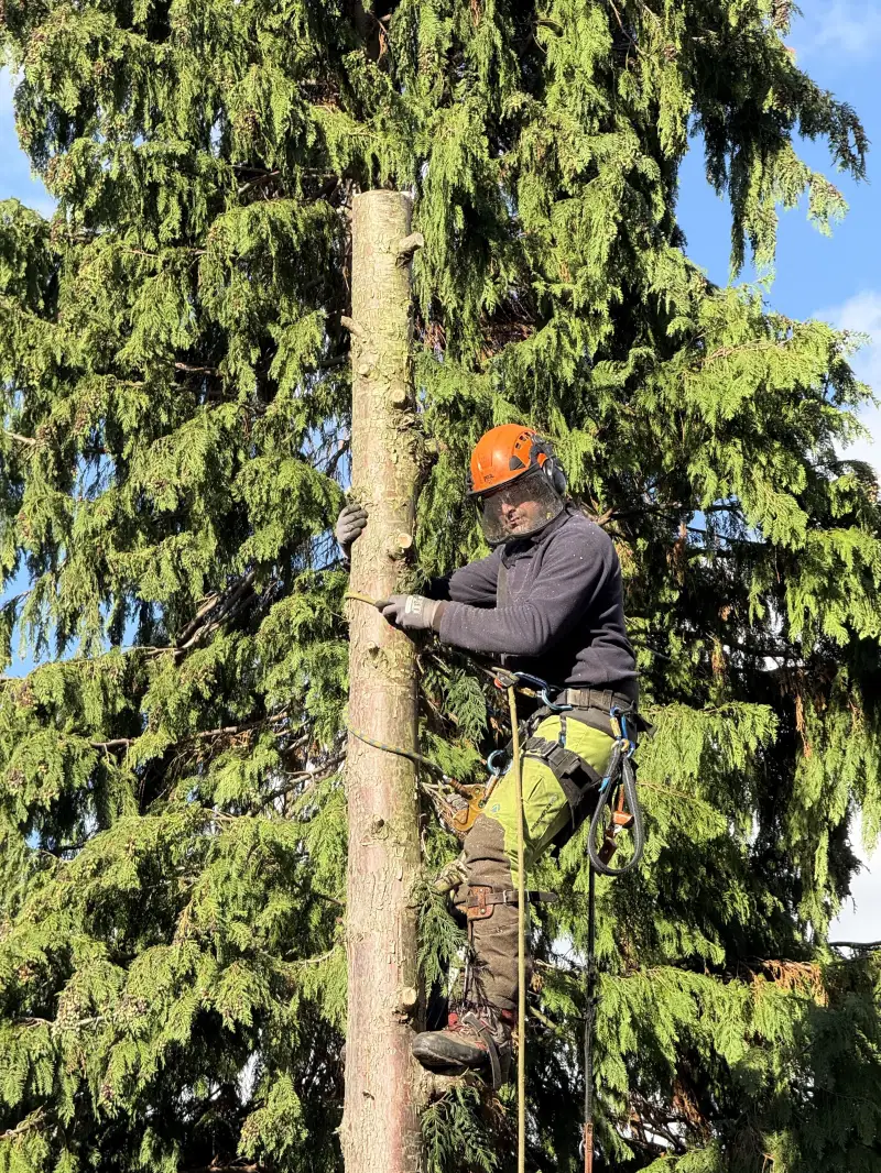 Conifer Tree Removal: Swipe To View More Images