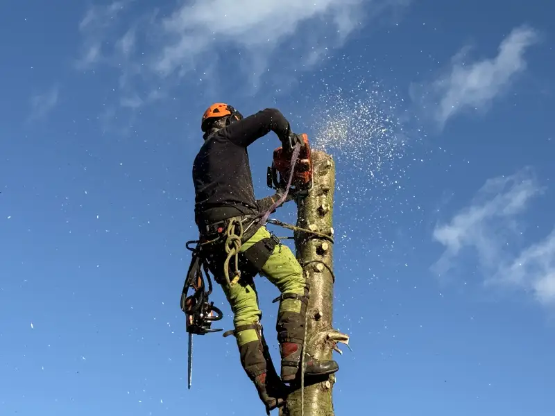 Conifer Tree Removal: Swipe To View More Images
