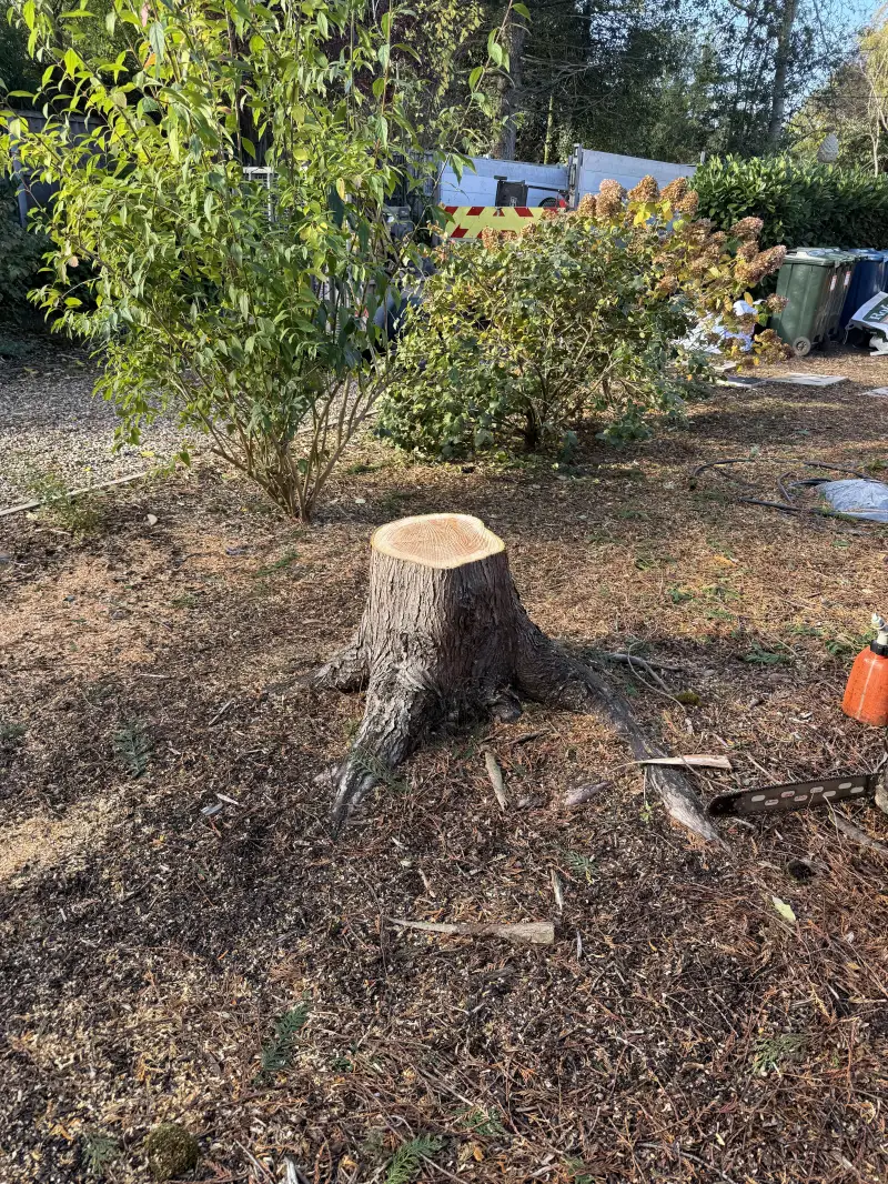 Conifer Tree Removal: Swipe To View More Images