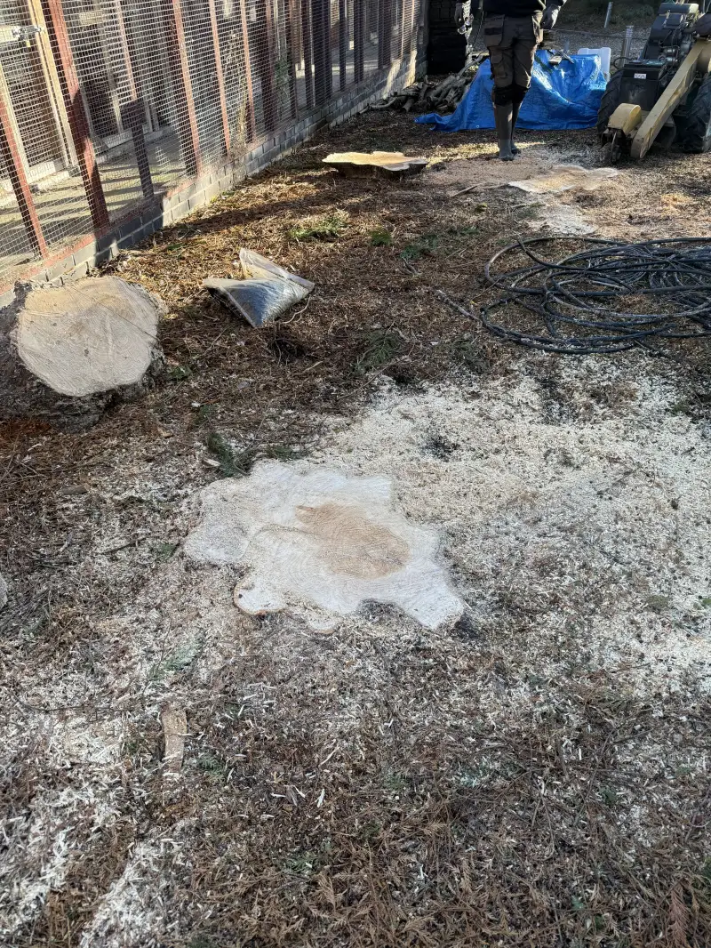 Conifer Tree Removal and Stump Grinding: Swipe To View More Images