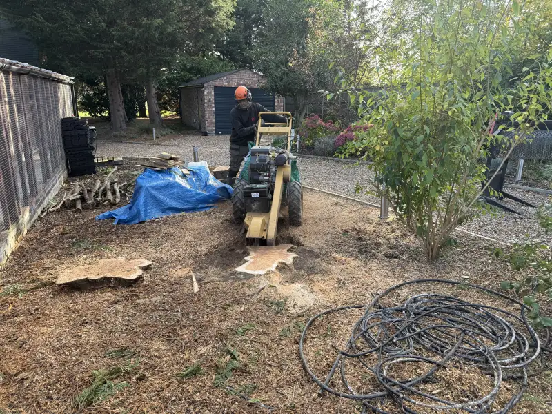 Conifer Tree Removal and Stump Grinding: Swipe To View More Images