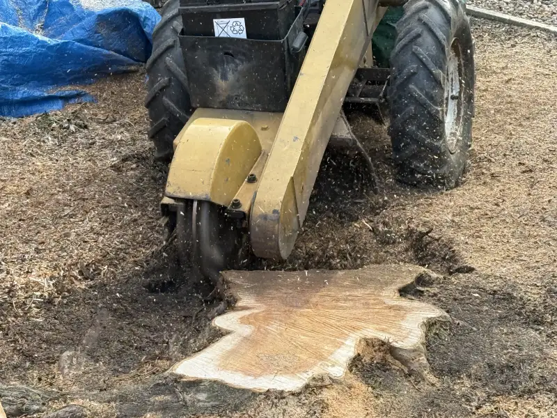 Conifer Tree Removal and Stump Grinding: Swipe To View More Images