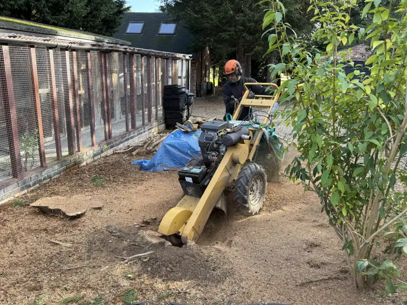 Conifer Tree Removal and Stump Grinding: Swipe To View More Images