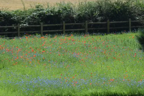 Click Here To Enlarge This Photo Of Clearance and planting of a wild flower meadow