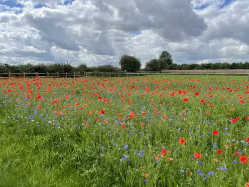 Click Here To Enlarge This Photo Of Clearance and planting of a wild flower meadow