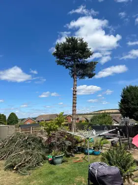 Click Here To Enlarge This Photo Of Pine Tree Removal In Derby
