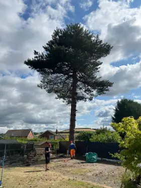 Click Here To Enlarge This Photo Of Pine Tree Removal In Derby