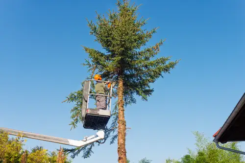 Click Here To Enlarge This Photo Of Conifer Tree Removal: Safe Techniques For Large Evergreen Trees