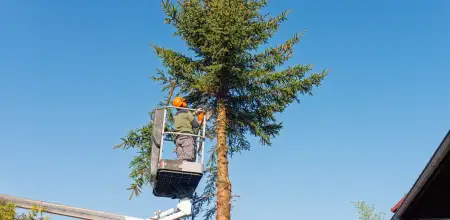 Conifer Tree Removal: Safe Techniques For Large Evergreen Trees
