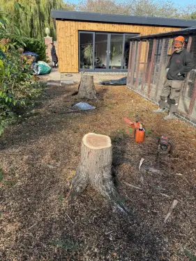 Click Here To Enlarge This Photo Of Conifer Tree Removal In Loughborough&comma; Nottinghamshire