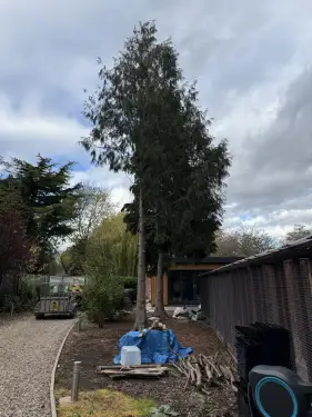 Click Here To Enlarge This Photo Of Conifer Tree Removal In Loughborough&comma; Nottinghamshire