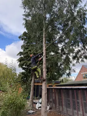 Click Here To Enlarge This Photo Of Conifer Tree Removal In Loughborough&comma; Nottinghamshire