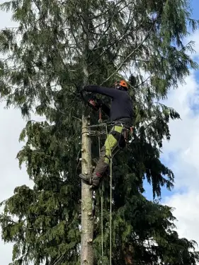 Click Here To Enlarge This Photo Of Conifer Tree Removal In Loughborough&comma; Nottinghamshire