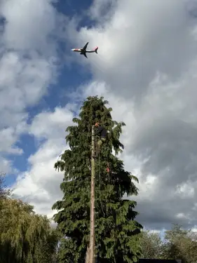 Click Here To Enlarge This Photo Of Conifer Tree Removal In Loughborough&comma; Nottinghamshire