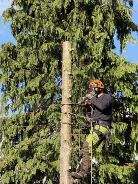 Click Here To Enlarge This Photo Of Conifer Tree Removal In Loughborough&comma; Nottinghamshire