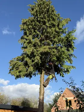 Click Here To Enlarge This Photo Of Conifer Tree Removal In Loughborough&comma; Nottinghamshire