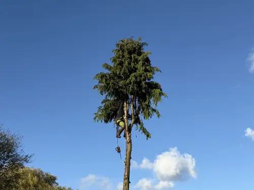 Click Here To Enlarge This Photo Of Conifer Tree Removal In Loughborough&comma; Nottinghamshire