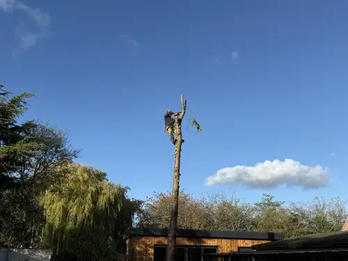 Click Here To Enlarge This Photo Of Conifer Tree Removal In Loughborough&comma; Nottinghamshire