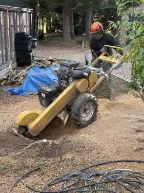 Click Here To Enlarge This Photo Of Conifer Tree Stump Grinding In Loughborough