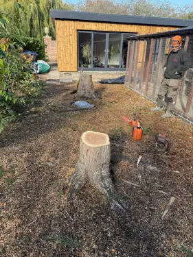 Click Here To Enlarge This Photo Of Conifer Tree Stump Grinding In Loughborough