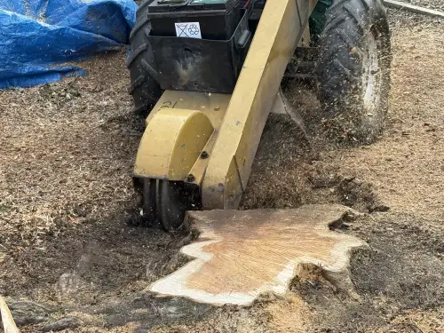Click Here To Enlarge This Photo Of Conifer Tree Stump Grinding In Loughborough