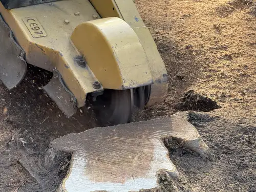 Click Here To Enlarge This Photo Of Conifer Tree Stump Grinding In Loughborough