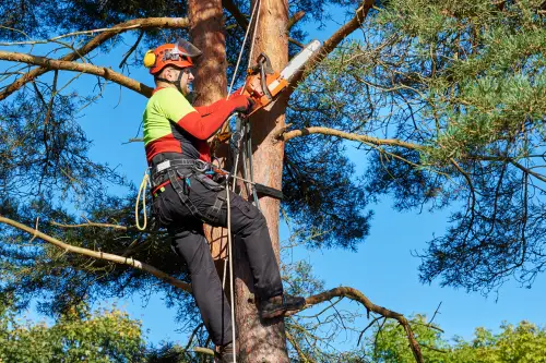 Click Here To Enlarge This Photo Of Tree Pruning vs Crown Reduction&colon; Choosing The Right Technique