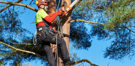 Tree Pruning vs Crown Reduction&colon; Choosing The Right Technique