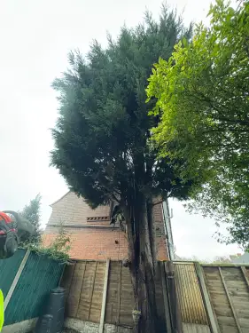 Click Here To Enlarge This Photo Of Large Conifer Removal