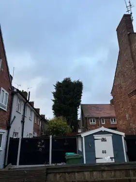 Click Here To Enlarge This Photo Of Large Conifer Removal