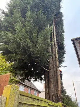 Click Here To Enlarge This Photo Of Large Conifer Removal