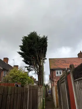 Click Here To Enlarge This Photo Of Large Conifer Removal