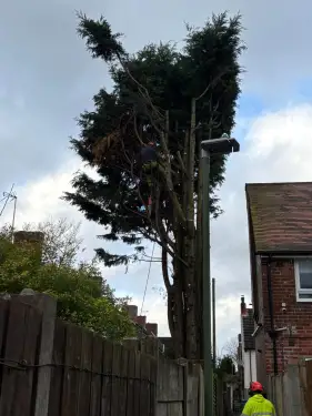 Click Here To Enlarge This Photo Of Large Conifer Removal