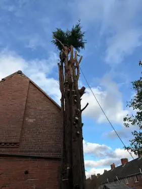 Click Here To Enlarge This Photo Of Large Conifer Removal