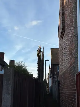 Click Here To Enlarge This Photo Of Large Conifer Removal