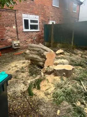 Click Here To Enlarge This Photo Of Large Conifer Removal