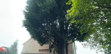 Large Conifer Removal