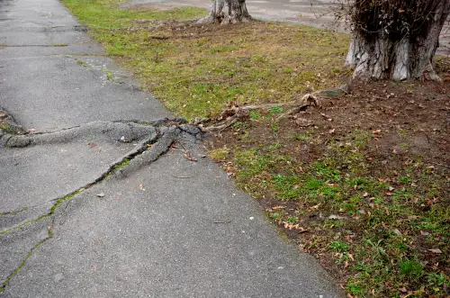 Click Here To Enlarge This Photo Of How Tree Roots Can Damage Your Property And What To Do About It