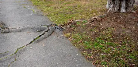 How Tree Roots Can Damage Your Property And What To Do About It