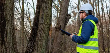 Do You Need Permission To Cut Down A Tree In Your Garden&quest;
