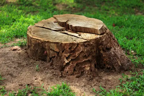 Click Here To Enlarge This Photo Of What To Do With A Tree Stump After Felling