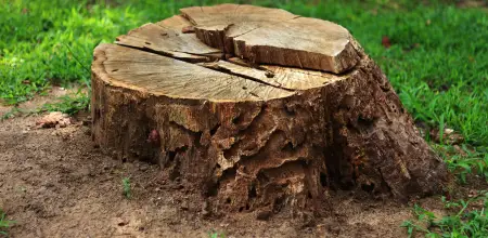 What To Do With A Tree Stump After Felling