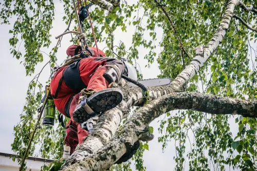 Click Here To Enlarge This Photo Of What Is Crown Thinning And Does Your Tree Need It&quest;