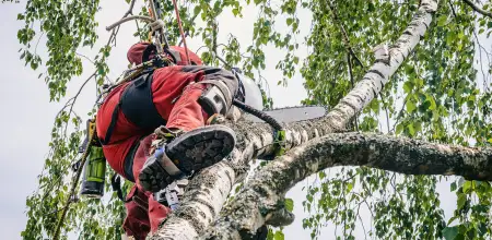 What Is Crown Thinning And Does Your Tree Need It&quest;