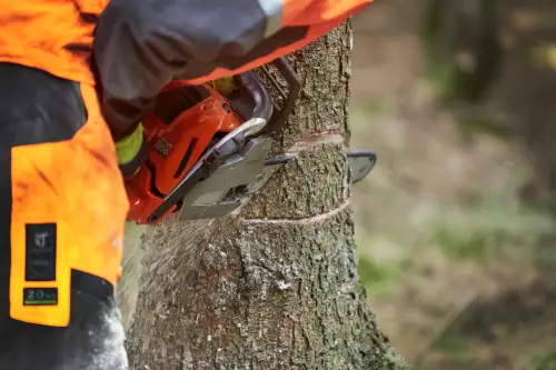 Click Here To Enlarge This Photo Of When Is The Best Time Of Year To Have A Tree Removed&quest;
