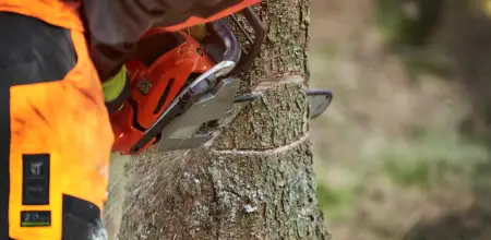 When Is The Best Time Of Year To Have A Tree Removed&quest;