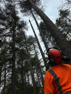 Click Here To Enlarge This Photo Of Dismantling A 96ft Pine Tree In Derby
